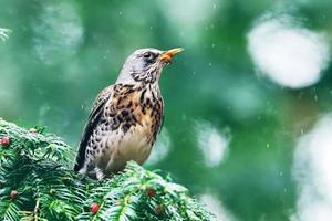 The bird sits very nicely on the tree photo