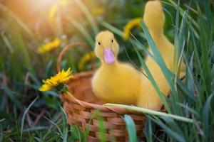 Two yellow ducklings on a background of green grass. photo
