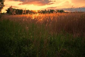 Beautiful landscape. Sunset on the summer meadow. photo