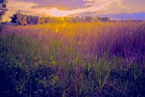 hermosa paisaje. panorama fantástico puesta de sol en un verano prado en morado-amarillo tonos noche naturaleza. foto