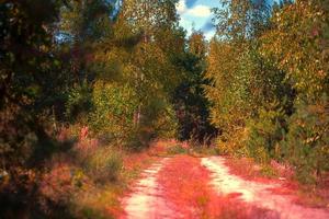 Beautiful forest with a bright path.The background is a gloomy and dramatic forest. photo