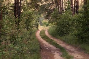 Background with forest and footpath in vintage style. photo