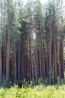 Vertically background pine forest.Field and meadow grasses. photo