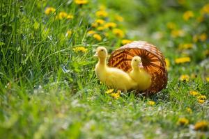Two yellow ducklings on a background of green grass. photo