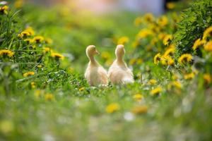 Two yellow ducklings on a background of green grass. photo