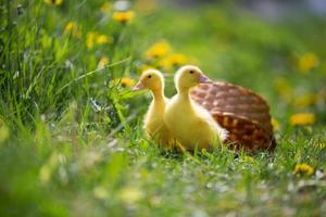 Two yellow ducklings on a background of green grass. photo
