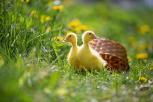 dos amarillo patitos en un antecedentes de verde césped. foto