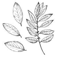 Bay leaf set. Hand draw laurel tree branch and leaves. Illustration symbol of victory and fragrant cooking spice.Label, flyer, banner. Design element.Vector vector