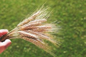 rye ears on a green background in a girl hand close photo