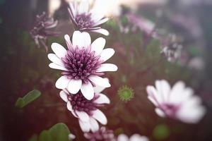 summer flowers with a sunny garden against the backdrop of green leaves photo