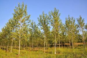 Trees in the forest photo