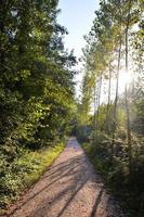 Trees in the forest photo