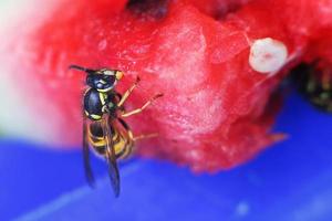 wasp on a watermelon close up on a blue background.  A wasp macro. photo