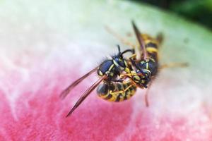 wasp on a watermelon close up on a grass background. A wasp macro. wasps mate photo