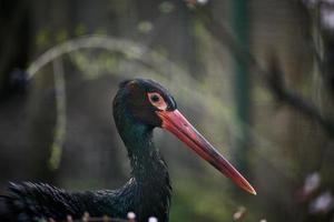 Portrait of a black stork in nature, wild bird photo