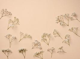 Gypsophilia branch with white flowers on a beige background, top view. Copy space photo