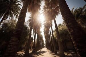 Palm tree silhouettes against sky, bottom view. photo