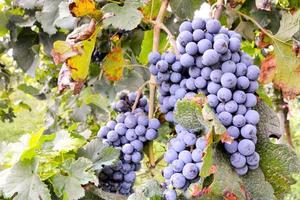 Red wine grapes photo