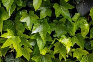 natural green background with creeper outdoors close-up photo