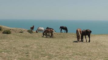 paarden begrazing Aan de rand van een klif met een zee in achter video