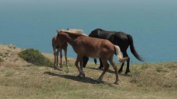 Pferde Weiden lassen auf das Kante von ein Cliff mit ein Meer im hinter video