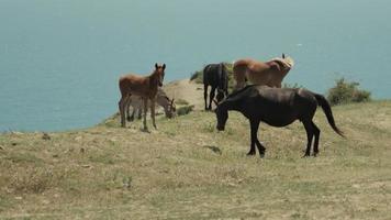 Horses grazing on the edge of a cliff with a sea in behind video