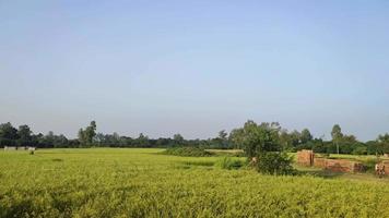 arroz campo, um arroz campo é uma inundado campo do arável terra usava para crescendo semiaquático plantações. video