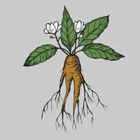 Mandrake. Hand drawn illustration of mandrake plant branch with root and flower. Magic plant. Design element. Vector