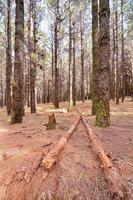 Trees in the forest photo