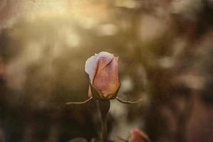 delicado primavera flor Rosa de cerca en un soleado jardín foto