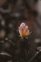 delicate spring flower rose close-up in a sunny garden photo