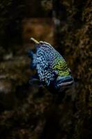 pequeño pescado animal nadando en el acuario de el zoo de zaragoza en España en un oscuro antecedentes foto