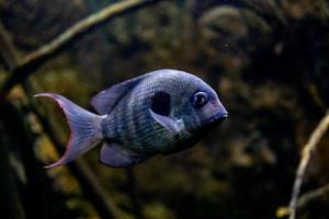 pequeño pescado animal nadando en el acuario de el zoo de zaragoza en España en un oscuro antecedentes foto