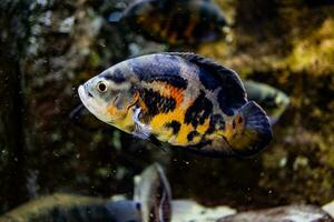 pequeño pescado animal nadando en el acuario de el zoo de zaragoza en España en un oscuro antecedentes foto