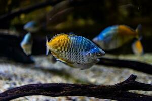 pequeño pescado animal nadando en el acuario de el zoo de zaragoza en España en un oscuro antecedentes foto