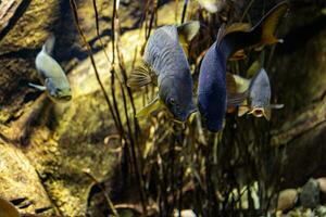 pequeño pescado animal nadando en el acuario de el zoo de zaragoza en España en un oscuro antecedentes foto