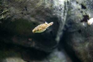 pequeño pescado animal nadando en el acuario de el zoo de zaragoza en España en un oscuro antecedentes foto