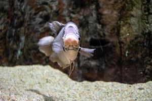 pequeño pescado animal nadando en el acuario de el zoo de zaragoza en España en un oscuro antecedentes foto