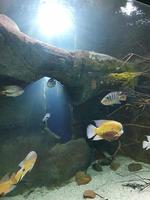 pequeño pescado animal nadando en el acuario de el zoo de zaragoza en España en un oscuro antecedentes foto