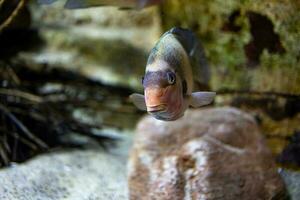 pequeño pescado animal nadando en el acuario de el zoo de zaragoza en España en un oscuro antecedentes foto