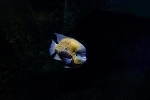 pequeño pescado animal nadando en el acuario de el zoo de zaragoza en España en un oscuro antecedentes foto
