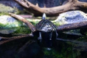 animal reptil Tortuga nadando en un zoo acuario en de cerca foto