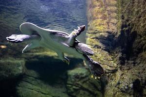 animal reptile turtle swimming in a zoo aquarium in close-up photo