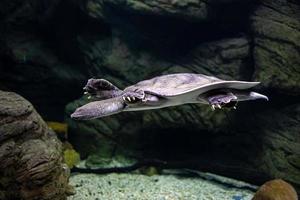 animal reptile turtle swimming in a zoo aquarium in close-up photo