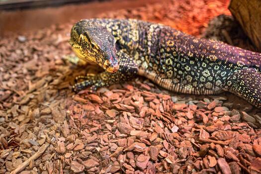 menacing lizard reptile at the zoo in close-up photo