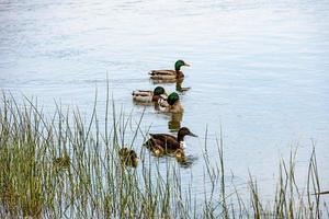 ducks with ducklings swimming on the Ebro River in Spain on a spring day photo