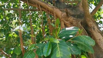 Huge beautiful Ficus maxima Fig tree Playa del Carmen Mexico. video