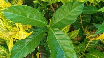 plantes tropicales vertes et jaunes fleurs et arbres au mexique. video