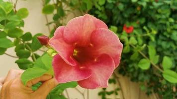 Red pink Purple Allamanda flowers plants in tropical nature Mexico. video