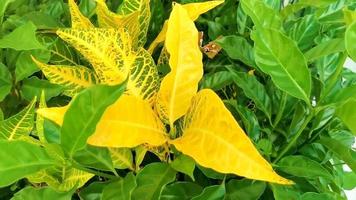 Green and yellow tropical plants flowers and trees in Mexico. video